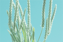 轰炸手机号码软件